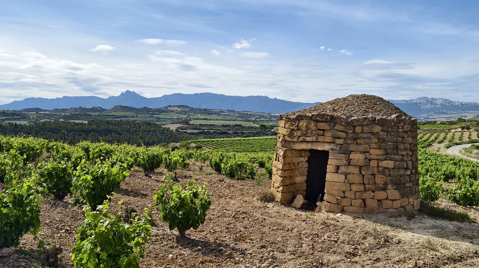 📌’La Casa del Vino prevé el comienzo generalizado de la vendimia en Rioja Alavesa para mediados de septiembre’