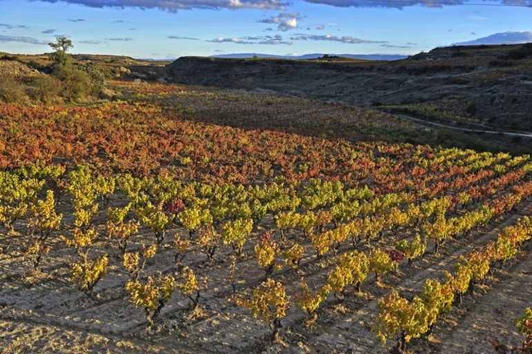 📌’Rioja Alavesa se fortalece: más fondos europeos para el vino vasco’